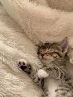 😴 emoji котики от делии Telegram sticker 6 of 21
