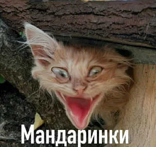 😀 emoji котеке Telegram sticker 12 of 69