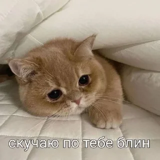 Sticker from котеке