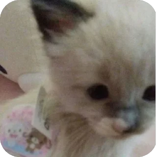 🫥 emoji 😿 by:@x1nxli Telegram sticker 7 of 22