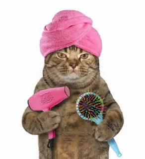 🌟 emoji котик Telegram sticker 17 of 35