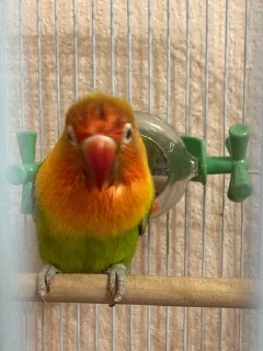 🥰 emoji пух и жмых Telegram sticker 22 of 71