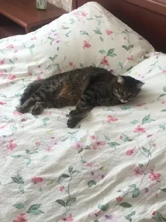 🛌 emoji пух и жмых Telegram sticker 7 of 71