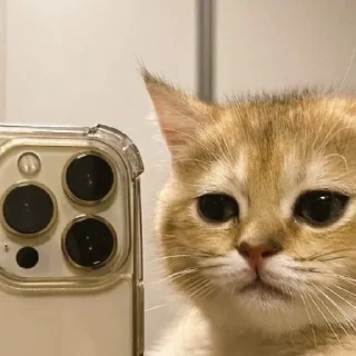 😻 emoji Велл любит котиков Telegram sticker 5 of 24