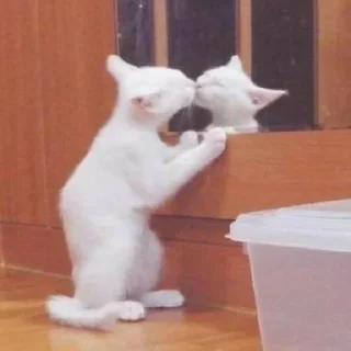 🥰 emoji Велл любит котиков Telegram sticker 13 of 24