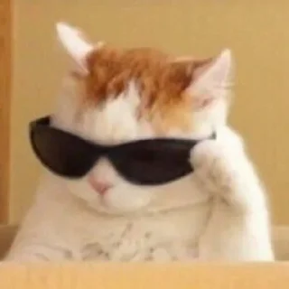 😎 emoji Велл любит котиков Telegram sticker 21 of 24