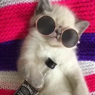 🥃 emoji Велл любит котиков Telegram sticker 18 of 24
