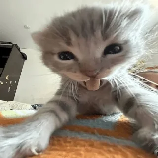 Sticker from Meow Memes