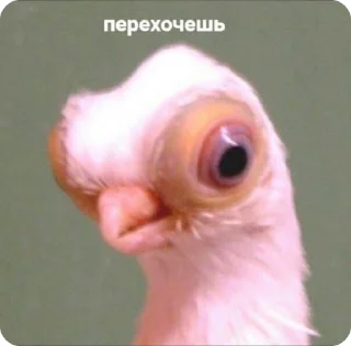 🌟 emoji меми за 1 касарь айкью наліка Telegram sticker 10 of 45