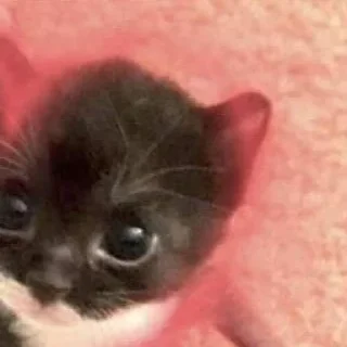 💗 emoji Котики уву Telegram sticker 6 of 50