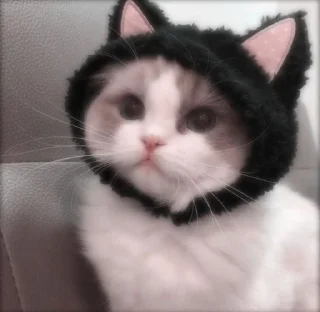 💗 emoji Котики уву Telegram sticker 1 of 50