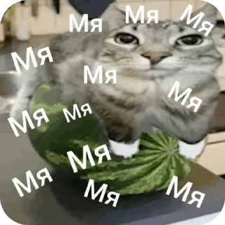 😗 emoji Котики ня Telegram sticker 15 of 76
