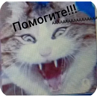 Sticker from Котики ня