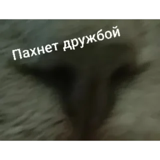 Sticker from Котики ня