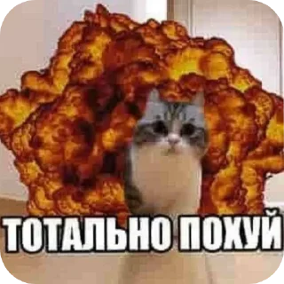 Sticker from Странные коты 😐