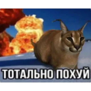 Sticker from Странные коты 😐