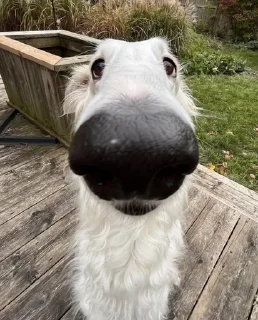 😚 emoji Борзая Telegram sticker 10 of 32