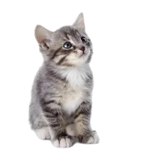 🐱 emoji avvanks core Telegram sticker 11 of 14