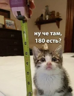 Sticker from Заебавшиеся коты 3