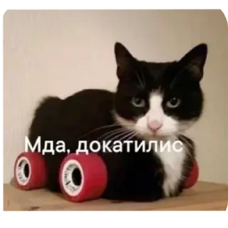 Sticker from я кот и мне пох