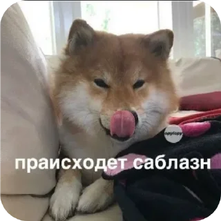 😉 emoji я кот и мне пох Telegram sticker 5 of 56