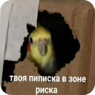 Sticker from я кот и мне пох