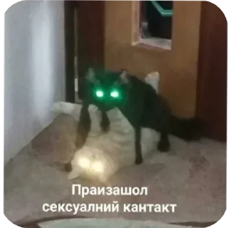 Sticker from я кот и мне пох