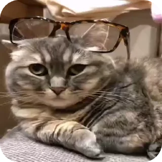 🤓 emoji КОКОА Telegram sticker 16 of 17
