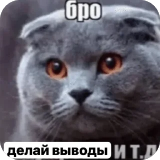 🌟 emoji мемы Telegram sticker 22 of 62