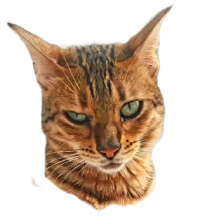 😒 emoji Леона Telegram sticker 24 of 27