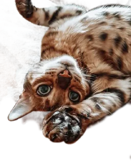 😘 emoji Леона Telegram sticker 3 of 27