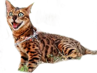 😃 emoji Леона Telegram sticker 15 of 27