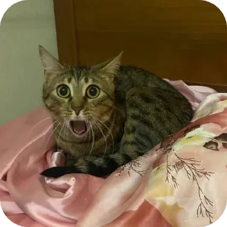 👍 emoji какащка Telegram sticker 24 of 24