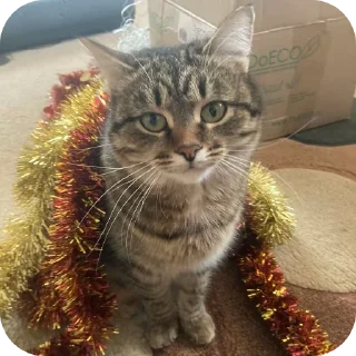 🐱 emoji какащка Telegram sticker 21 of 24