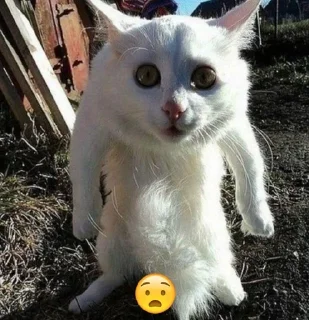 🌟 emoji я вообще пидор Telegram sticker 5 of 36