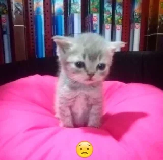 🌟 emoji я вообще пидор Telegram sticker 9 of 36