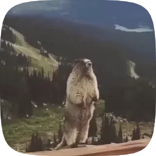 Sticker from memes