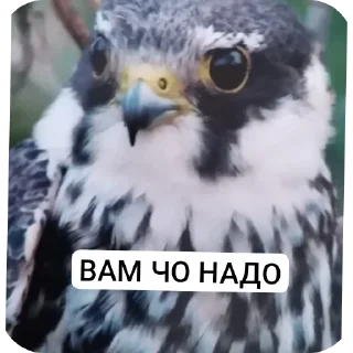 😡 emoji Memes Telegram sticker 10 of 37