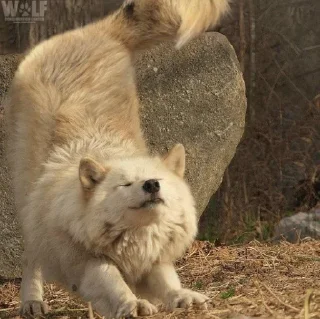 🌟 emoji Волчий стикер-пак. Telegram sticker 22 of 48