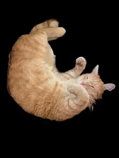🌟 emoji Новелла Telegram sticker 5 of 28
