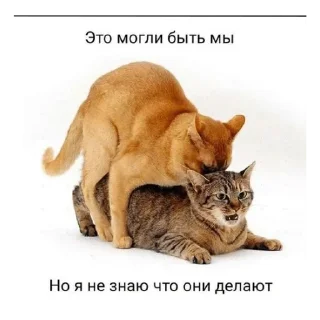 Sticker from на все случаи жизни @Yvnitskii13
