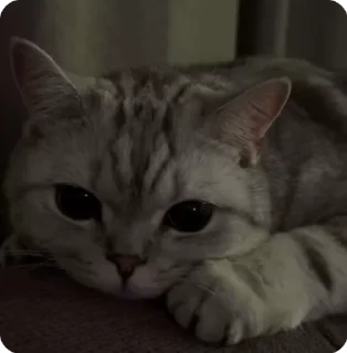 🐱 emoji GELIK @gelik Telegram sticker 15 of 16