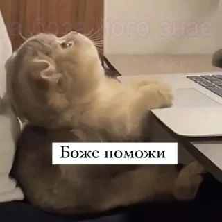 🙏 emoji Мєми Telegram sticker 13 of 58