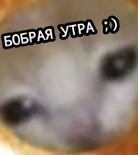 🌟 emoji Кот куриная ножка 😊 Telegram sticker 8 of 35