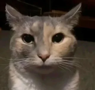 😐 emoji Котеке Telegram sticker 7 of 46