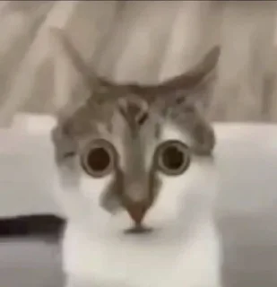😨 emoji Котеке Telegram sticker 13 of 46