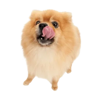 Sticker from кискис