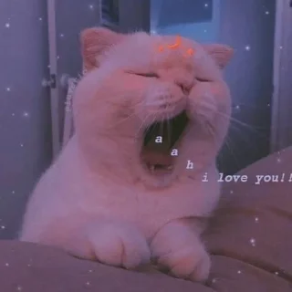 😍 emoji Котики Telegram sticker 6 of 25