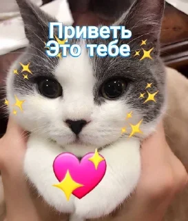 🌟 emoji Котики Telegram sticker 22 of 25
