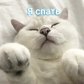 🛏 emoji Котики Telegram sticker 14 of 25